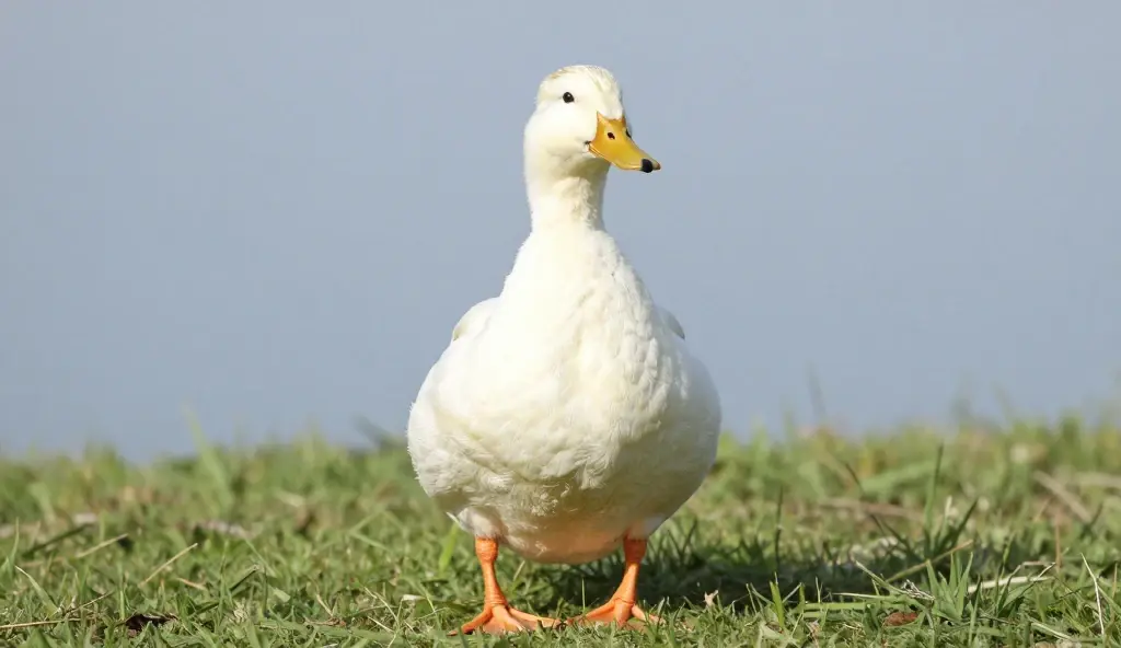 why do ducks have feathers joke